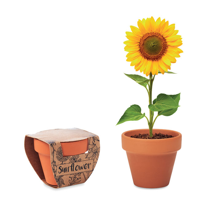 Terracotta pot with sunflower seeds with your logo